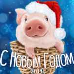 Год Кабана 2019