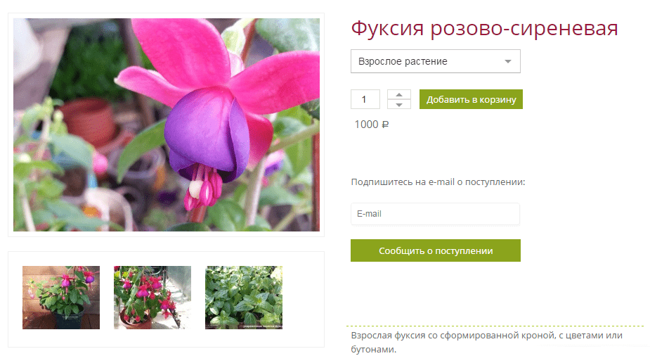 Фуксия